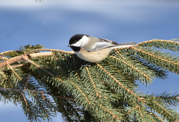 Black Capped Chickadee