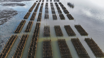 Oyster farming panel in the sea 