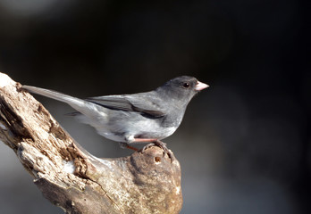 Dark Eyed Junco