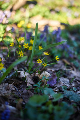 Spring flowers in the evening March forest