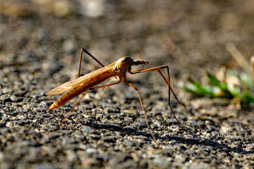 Großaufnahme Schnake auf Steingrund