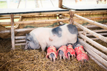 The dwarf piglet is eating milk from the mother pig. Group of piglets suckling from mother pig on animal farm on pasture summertime