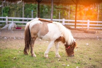 Dwarf horse in the field.