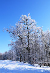 beautiful frozen trees covered with white hoarfrost and blue sky, Beskydy mountains, Czech Republic
