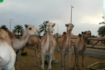 A collection of beauty in the Saudi Arabian camel camel desert market