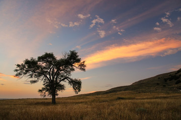 Lone tree at sunrise, western Nebraska, USA