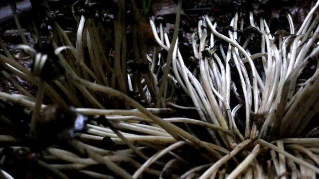 Psilocybine mushrooms outgrown and fell