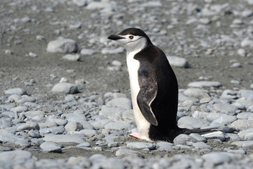 Zügelpinguin an Land