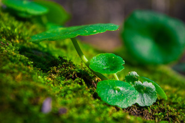 lettuce in the garden