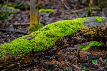 Spring is in the air, colorfully mossed and lichened wet forest in Germany, closeup, details