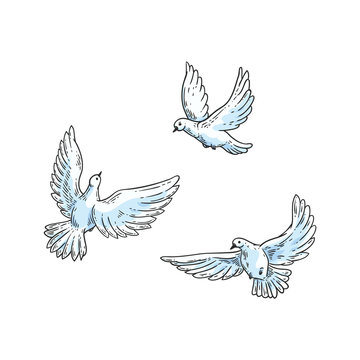 Vector white doves, pegions sketch icon set