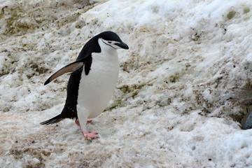 Obraz premium Zügelpinguin im Schnee