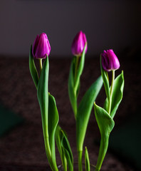 tulips on a dark background