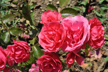 bouquet of red roses