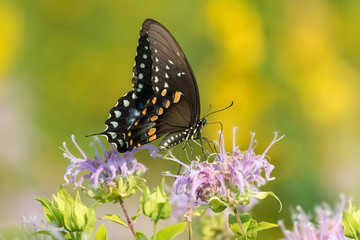 Swallowtail butterfly on flower