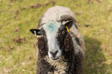 A black and white ram, with beautiful strong curly horns, , looking into the camera