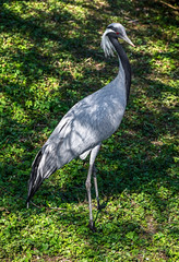 Fototapeta premium Demoiselle crane. Latin name - Grus virgo 