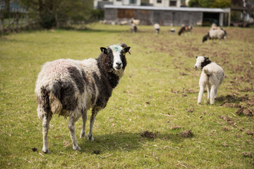 Fototapeta premium A black and white ram, with beautiful strong curly horns, and a baby, looking into the camera