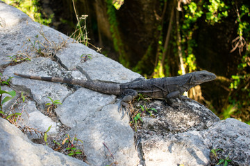 Close up on Iguana in natural environment, resting on grass. Wildlife in Tulum, Mexico. 