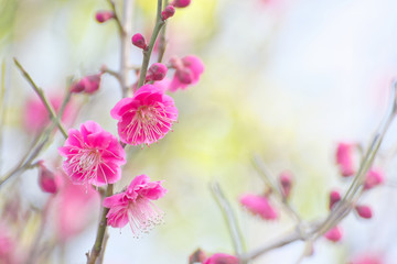 plum blossoms, Japanese apricot, prunus mume