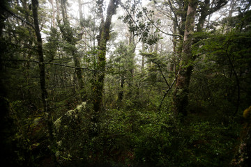 Fototapeta na wymiar Foggy green forest in Tongariro National Park, New Zealand