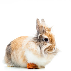 Little dwarf rabbit isolated on white