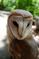 owls are rare with beautiful eyes that live in the wild