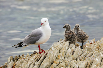 Red-billed gull with small chicks