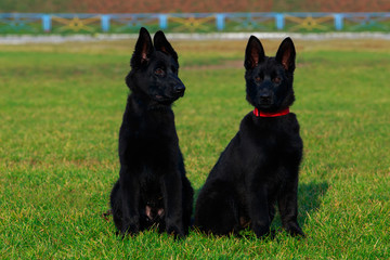 Obraz na płótnie Canvas Dogs breed German Shepherd