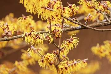 gelbe Blüten von Hamamelis