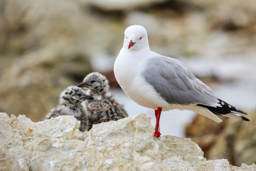 Red-billed gull with small chicks
