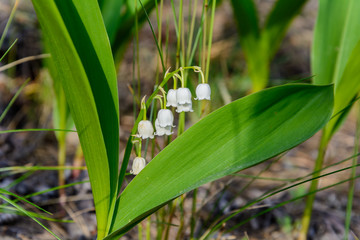 The colorful colors of nature in warm summer