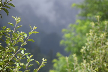green leaves and blue sky
