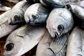 fresh fish at the market