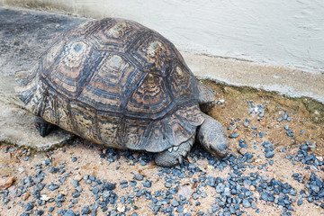 The elephant turtle on the grass.