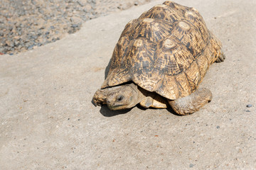 The elephant turtle on the grass.