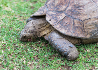 Obraz premium The elephant turtle on the grass.