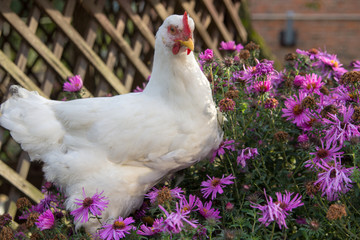 white cock with flowers, beautiful cock in flowers sits