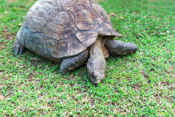 The elephant turtle on the grass.