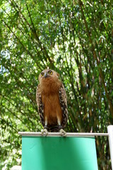 owls are rare with beautiful eyes that live in the wild
