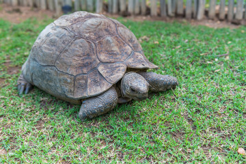 The elephant turtle on the grass.