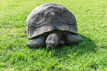 Fototapeta premium The elephant turtle on the grass.