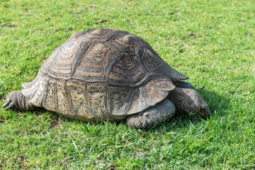The elephant turtle on the grass.