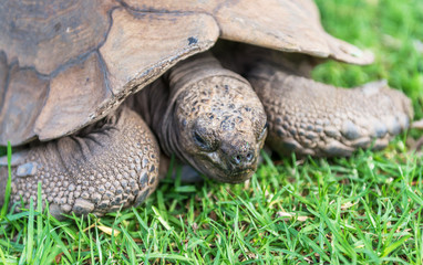 The elephant turtle on the grass.