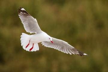 Obraz premium Red-billed gull in flight