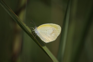 butterfly on a green leaf
