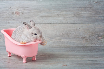 Rabbit in the bathtub placed on a wooden floor. Happy easter Fancy rabbit on a wooden background. Cute little rabbit on a pink bathtub. Rabbit that is cute and precise according to breed standards