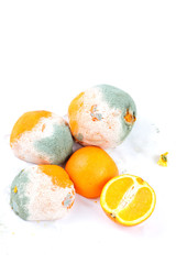 Rotting oranges on a white background. Oranges fruits with mold isolated. Spoiled and fresh citrus. Expired fruits. Unhealthy food