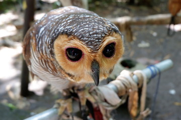 owls are rare with beautiful eyes that live in the wild