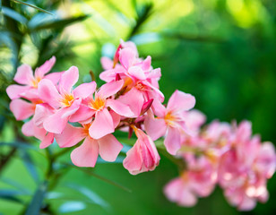 Nice yellow oleander in the garden